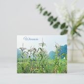 Carte postale photo Midwest Stalks de maïs du Wisc (Debout devant)