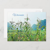 Carte postale photo Midwest Stalks de maïs du Wisc (Devant / Derrière)