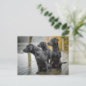 Carte Postale Photo mignonne Black Lab Dock (Debout devant)
