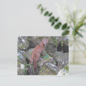 Carte Postale Photo Mink (Debout devant)