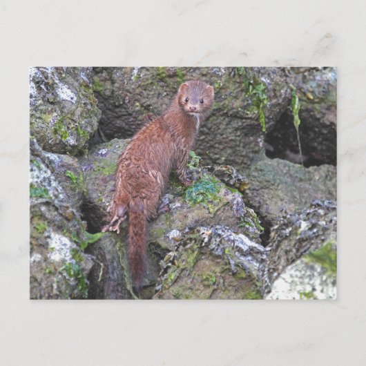 Carte Postale Photo Mink (Devant)