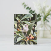 Carte postale Photo Mockingbird (Debout devant)
