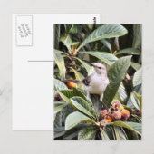 Carte postale Photo Mockingbird (Devant / Derrière)