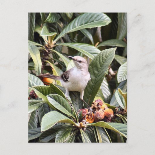 Carte postale Photo Mockingbird (Devant)