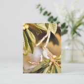 Carte postale Photo Mockingbird (Debout devant)