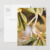 Carte postale Photo Mockingbird (Devant / Derrière)