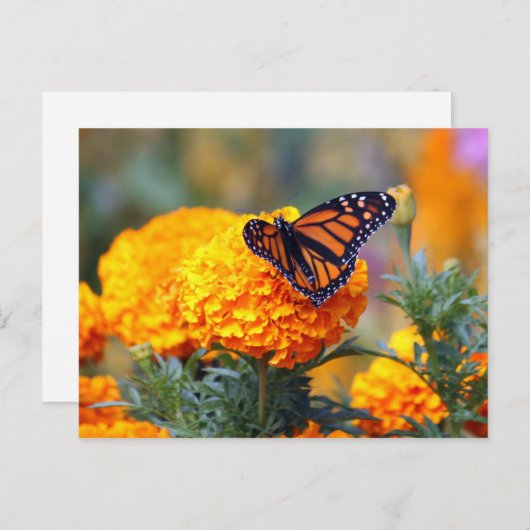 Carte Postale Photo Monarch Butterfly Marigold (Devant / Derrière)