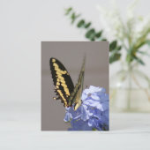 Carte postale Photo Monarque Jaune (Debout devant)