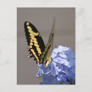 Carte postale Photo Monarque Jaune