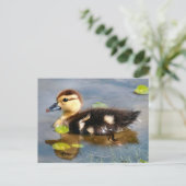 Carte postale Photo Muscovy Duckkling (Debout devant)