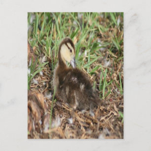 Carte Postale Photo Muscovy Duckling