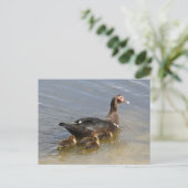 Carte postale Photo Muscovy Ducks (Debout devant)