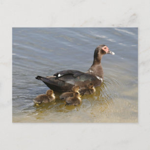 Carte postale Photo Muscovy Ducks