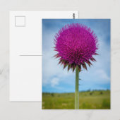 Carte postale Photo Musk Thistle (Devant / Derrière)