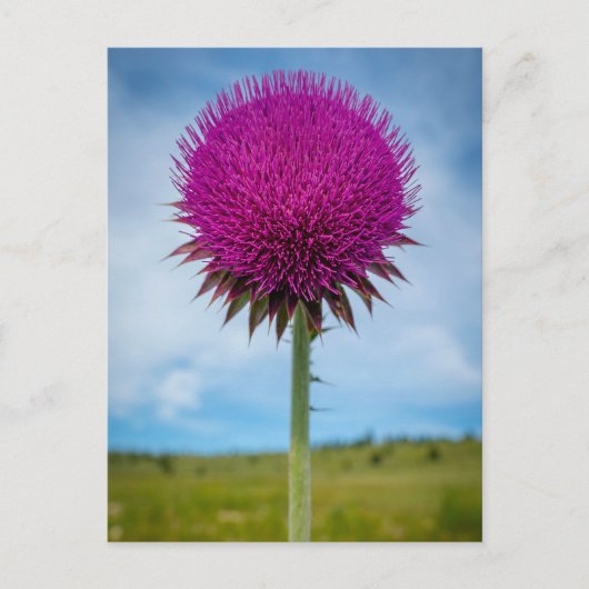 Carte postale Photo Musk Thistle (Devant)