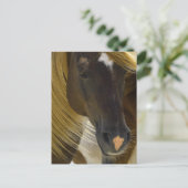 Carte Postale Photo Mustang Horse (Debout devant)