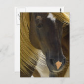 Carte Postale Photo Mustang Horse (Devant / Derrière)