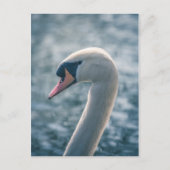 Carte Postale Photo Mute Swan Nature (Devant)