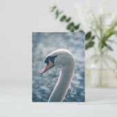 Carte Postale Photo Mute Swan Nature (Debout devant)