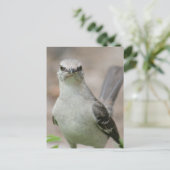 Carte Postale Photo Northern Mockingbird (Debout devant)