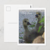 Carte postale Photo Oie-Bébé (Devant / Derrière)
