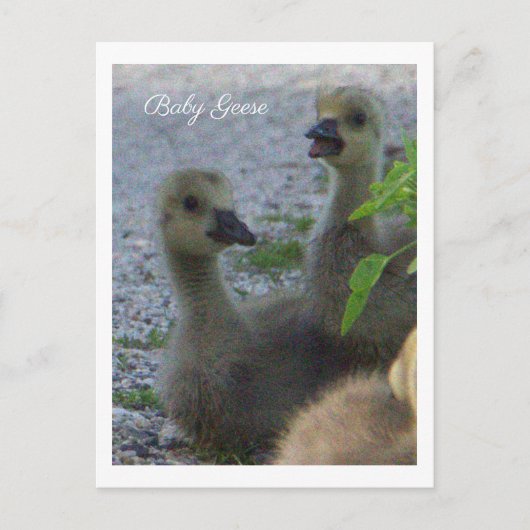 Carte postale Photo Oie-Bébé (Devant)