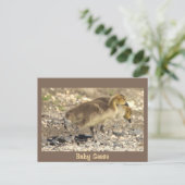 Carte postale Photo Oie-Bébé (Debout devant)