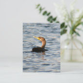 Carte postale Photo Oiseau Cormorant à deux pattes (Debout devant)