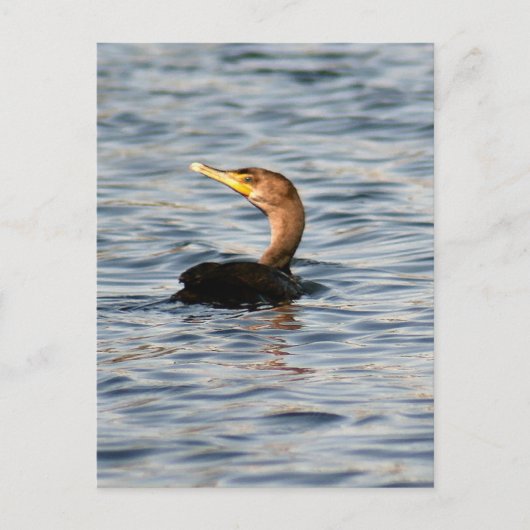 Carte postale Photo Oiseau Cormorant à deux pattes (Devant)