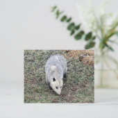 Carte Postale Photo Opossum (Debout devant)