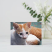 Carte Postale Photo Orange Kitten (Debout devant)