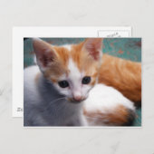Carte Postale Photo Orange Kitten (Devant / Derrière)