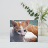 Carte Postale Photo Orange Kitten (Debout devant)