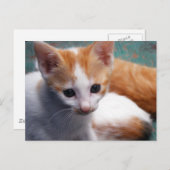 Carte Postale Photo Orange Kitten (Devant / Derrière)