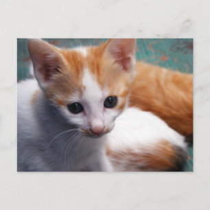 Carte Postale Photo Orange Kitten