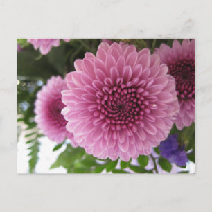 Carte Postale Photo originale macro florale de chrysanthème rose