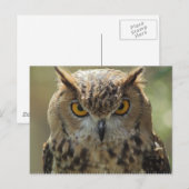 Carte postale photo Owl (Devant / Derrière)