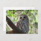 Carte Postale Photo Owl (Devant / Derrière)
