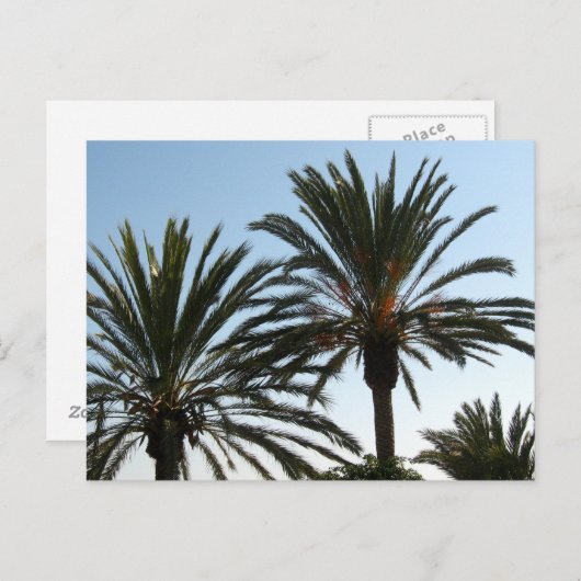 Carte postale photo Palm Trees (Devant / Derrière)