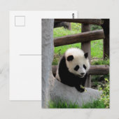 Carte Postale Photo Panda (Devant / Derrière)