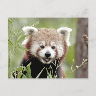 Cartes Postales Anniversaire Panda Originales Zazzle Be