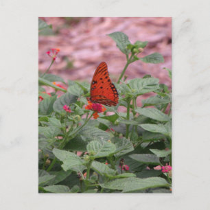 Carte postale Photo Papillon orange