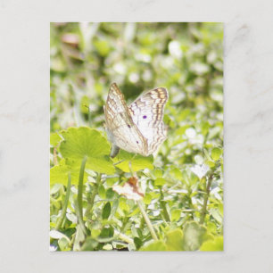 Carte postale Photo Papillon Peacock Blanc