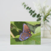 Carte Postale Photo papillon "The Fière One" (Debout devant)