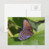 Carte Postale Photo papillon "The Fière One" (Devant / Derrière)