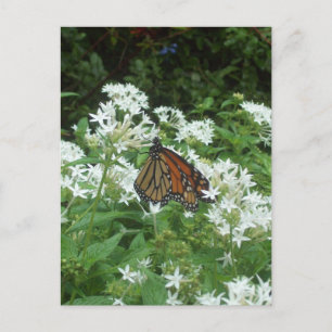 Carte Postale Photo Papillon Viceroy
