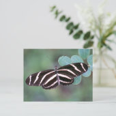 Carte postale Photo Papillon Zebra Longwing (Debout devant)