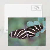 Carte postale Photo Papillon Zebra Longwing (Devant / Derrière)