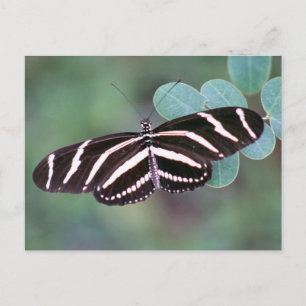 Carte postale Photo Papillon Zebra Longwing