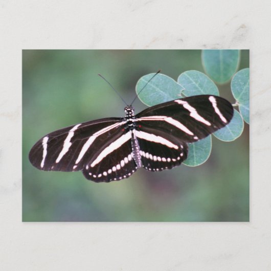 Carte postale Photo Papillon Zebra Longwing (Devant)